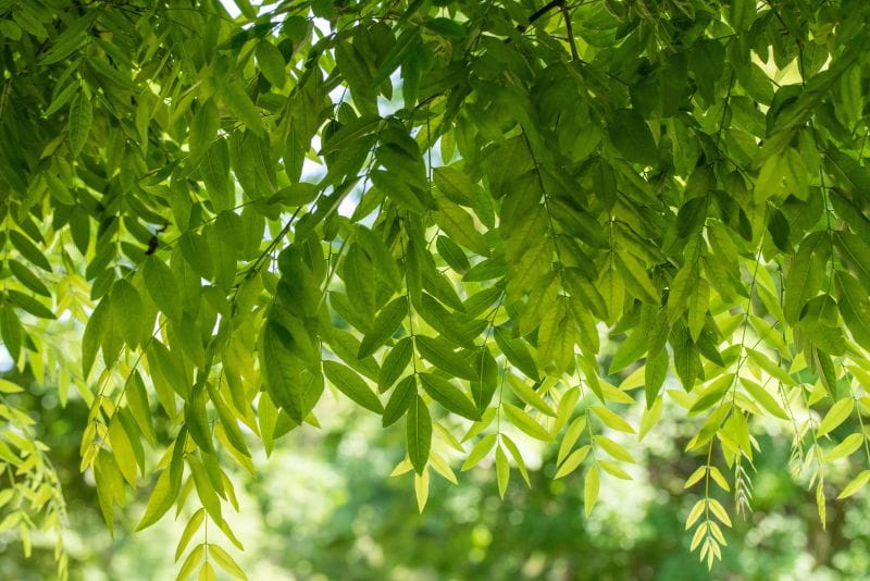 Schnurbaum Online Kaufen Garten Von Ehren