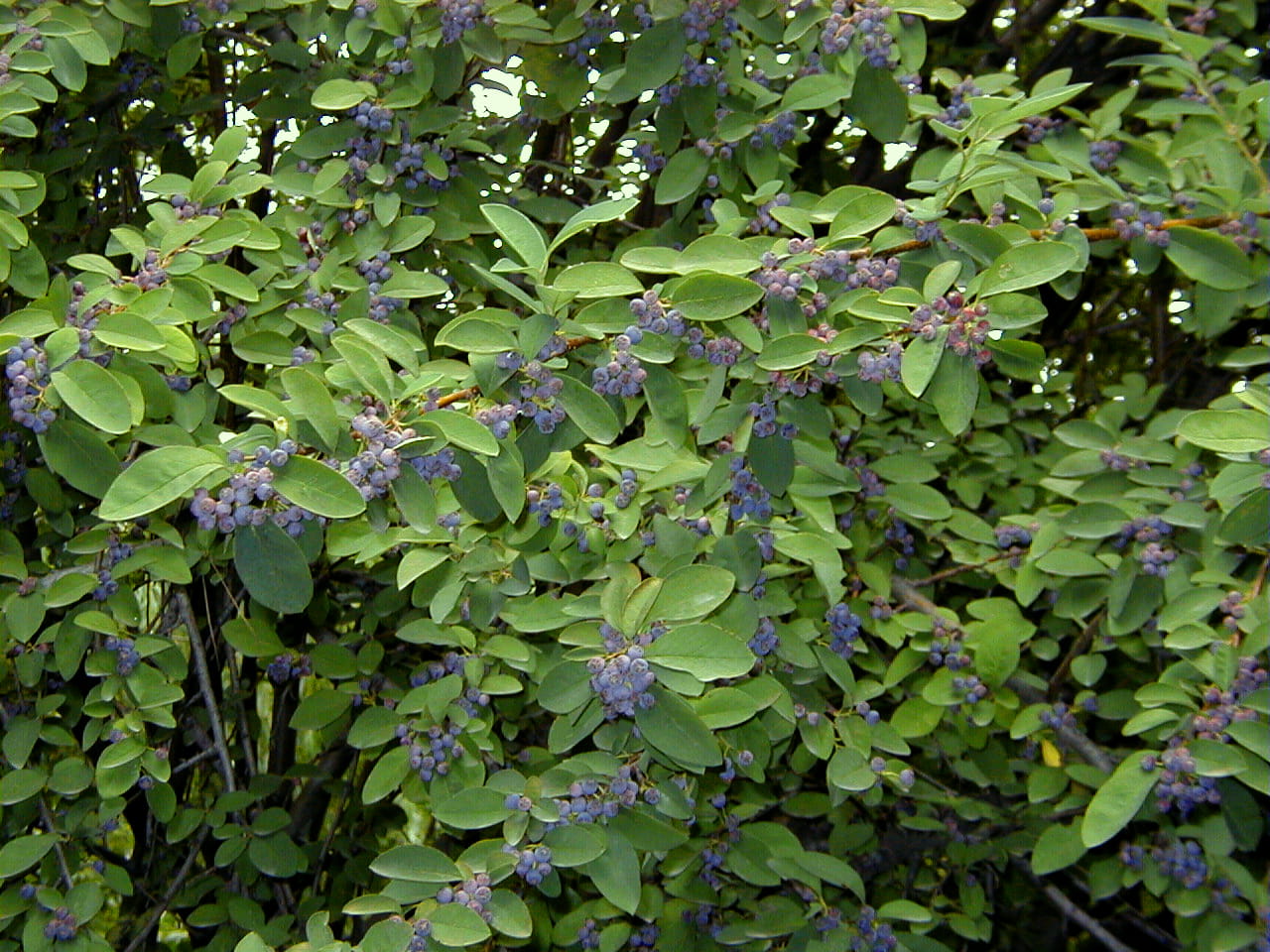 Hecken-Strauchmispel • Cotoneaster acutifolius