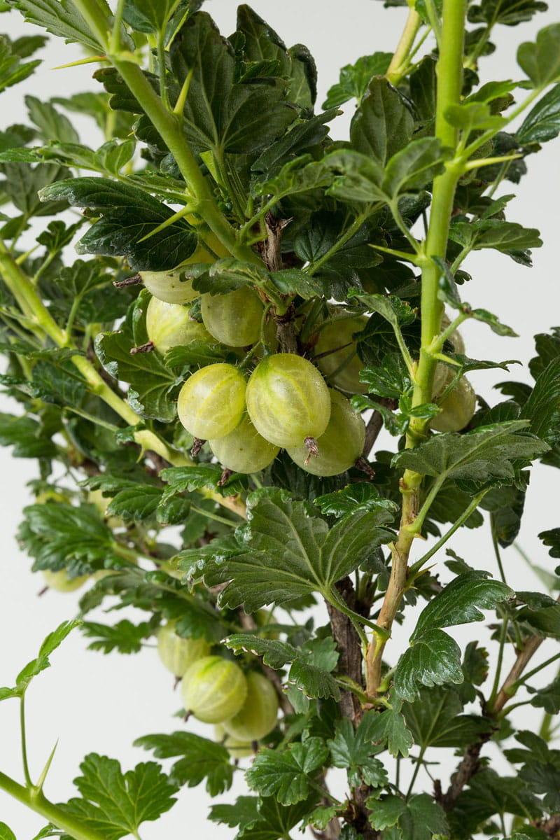 Stachelbeere 'Hinnonmäki gelb' • Ribes uva-crispa 'Hinnonmäki gelb' Ansicht 2