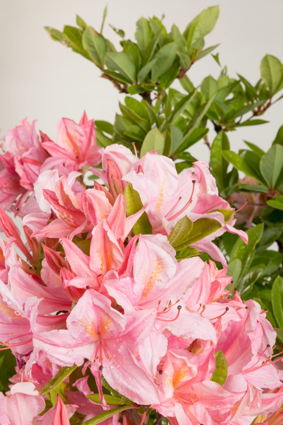 Sommergrüne Azalee 'Soir de Paris' • Rhododendron viscosum 'Soir de Paris' Ansicht 3