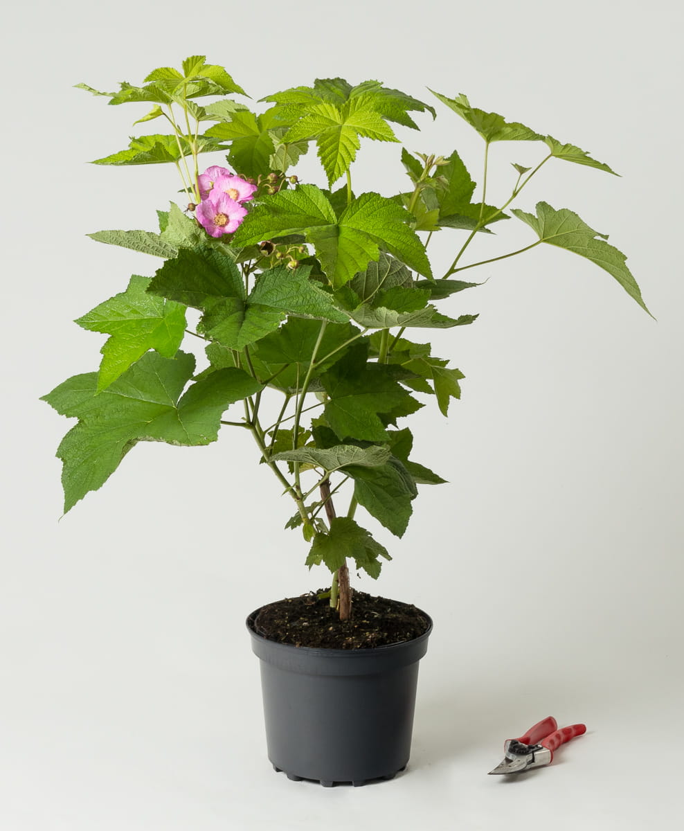 Zimthimbeere • Rubus odoratus Containerware 40-60 cm Ansicht 1