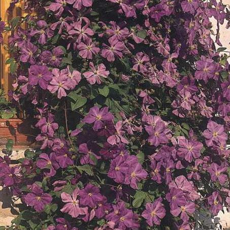 Waldrebe 'Lady Betty Balfour' • Clematis 'Lady Betty Balfour' Ansicht 1