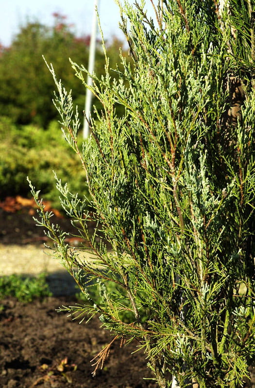 Raketenwachholder 'Skyrocket' • Juniperus scopulorum 'Skyrocket' Ansicht 2