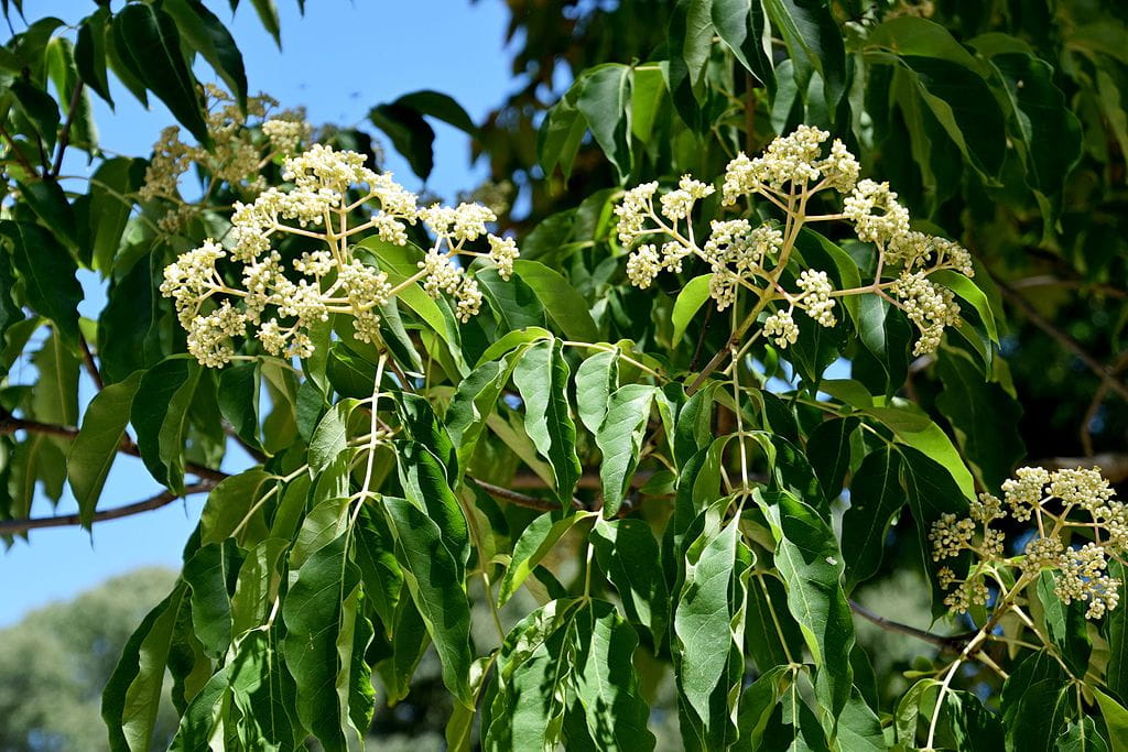 Laubbäume - Tausend-Blütenstrauch/Bienenbaum • Euodia hupehensis