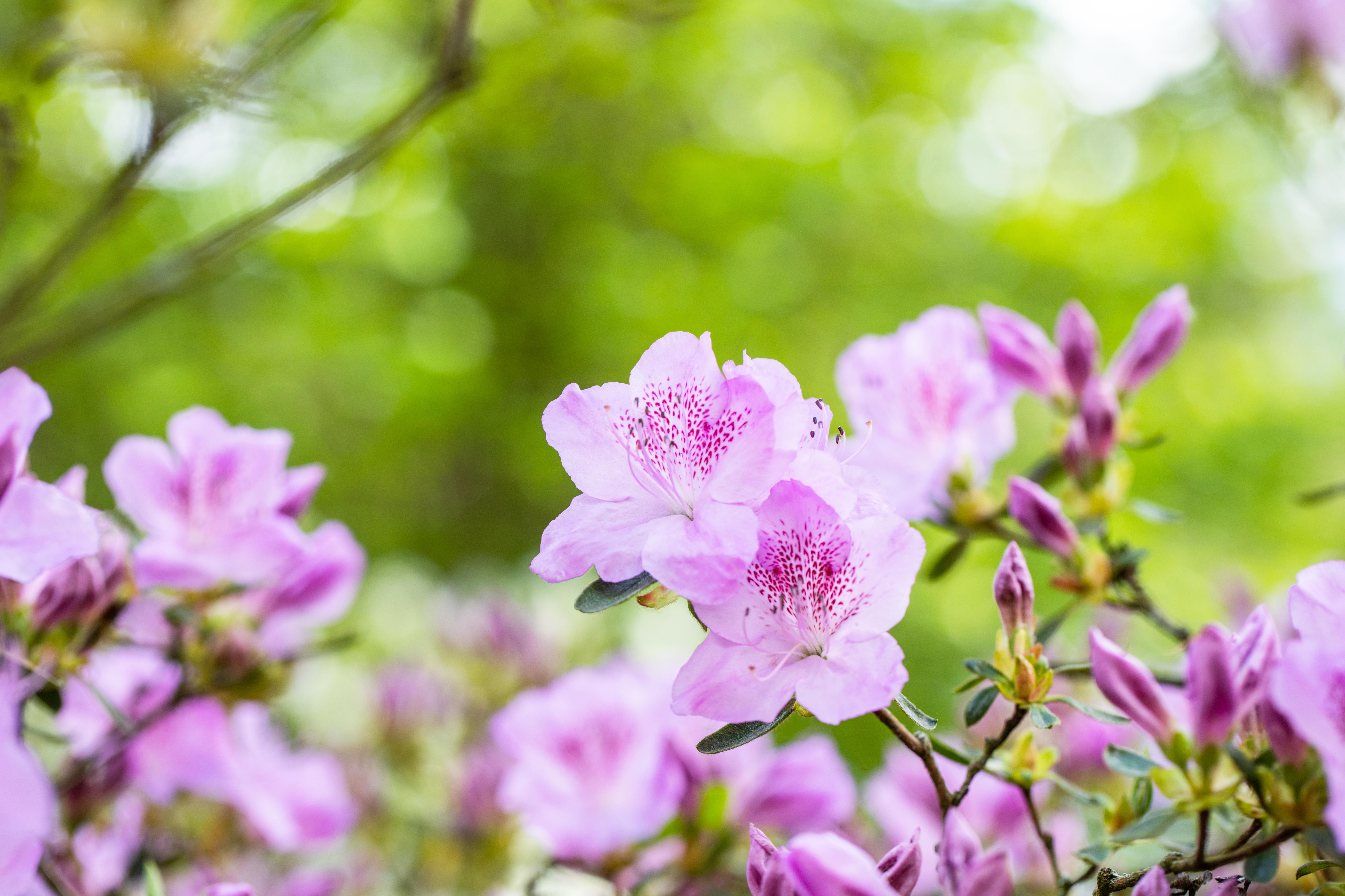Japanische Azalee 'Ledikanense' • Rhododendron obtusum 'Ledikanense'