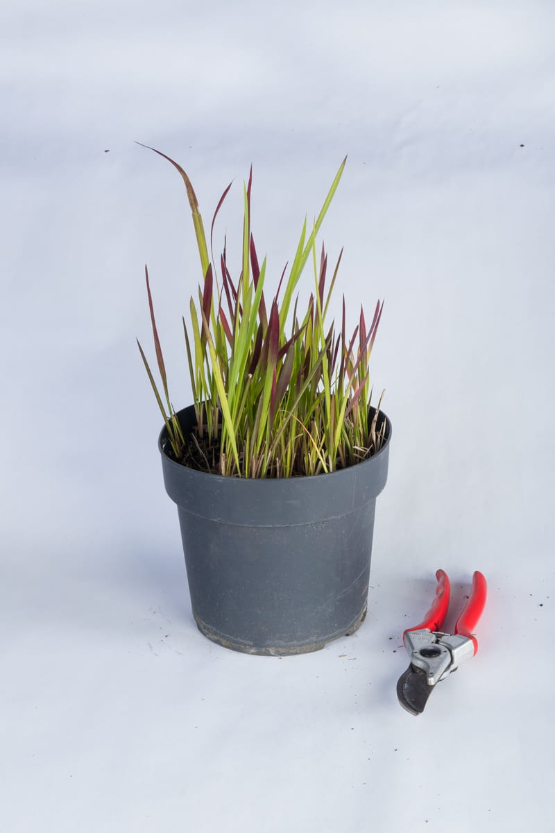 Blutgras 'Red Baron' • Imperata cylindrica 'Red Baron' Containerware Ansicht 2