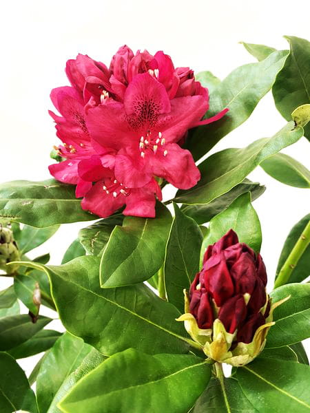 Rhododendron 'Nova Zembla' • Rhododendron Hybride 'Nova Zembla' Ansicht 3