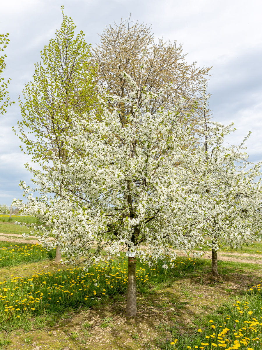Sauerkirsche 'Karneol' • Prunus cerasus 'Karneol' Ansicht 2