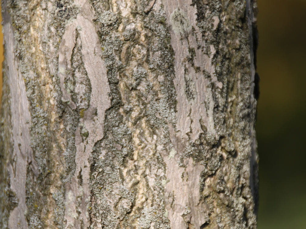 Fächerblattbaum • Ginkgo biloba Ansicht 7