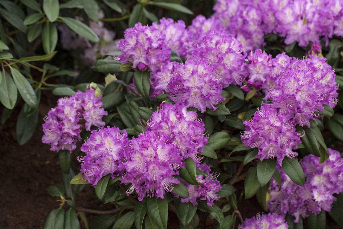 Rhododendron 'Alfred' • Rhododendron Hybride 'Alfred'