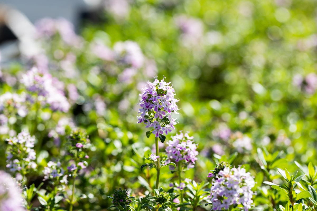 Kaskaden Thymian 'Oderatus' • Thymus longicaulis 'Oderatus'