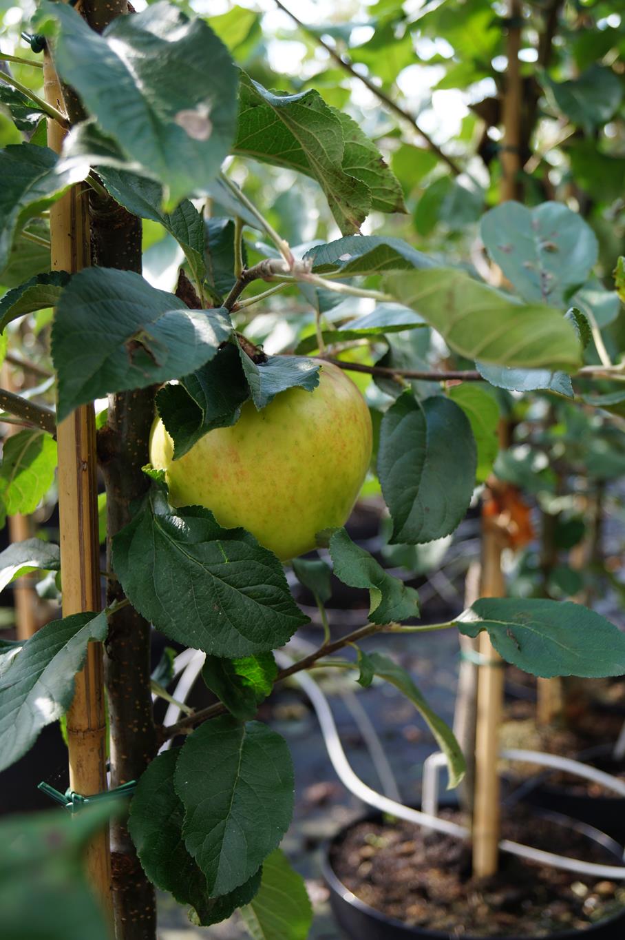 Apfel 'Santana' • Malus 'Santana' Containerware Halbstamm Ansicht 7