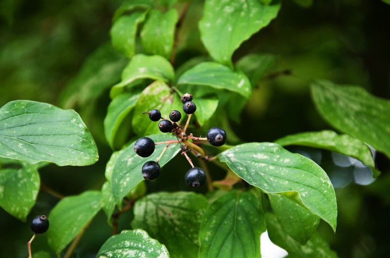 Roter Hartriegel • Cornus sanguinea Containerware 100-150 cm hoch, Ansicht 3