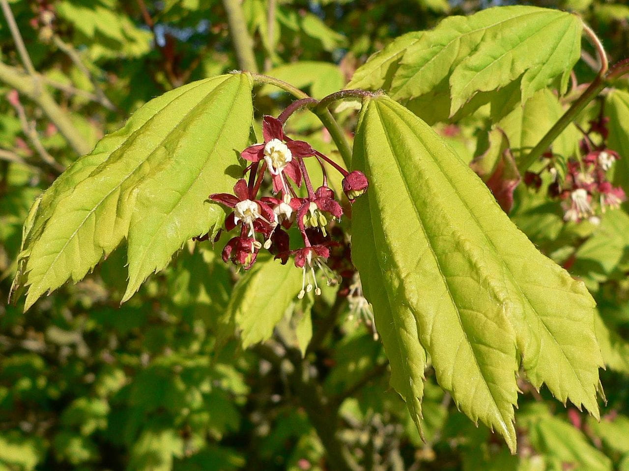 Nordamerikanischer Scharlachahorn • Acer circinatum