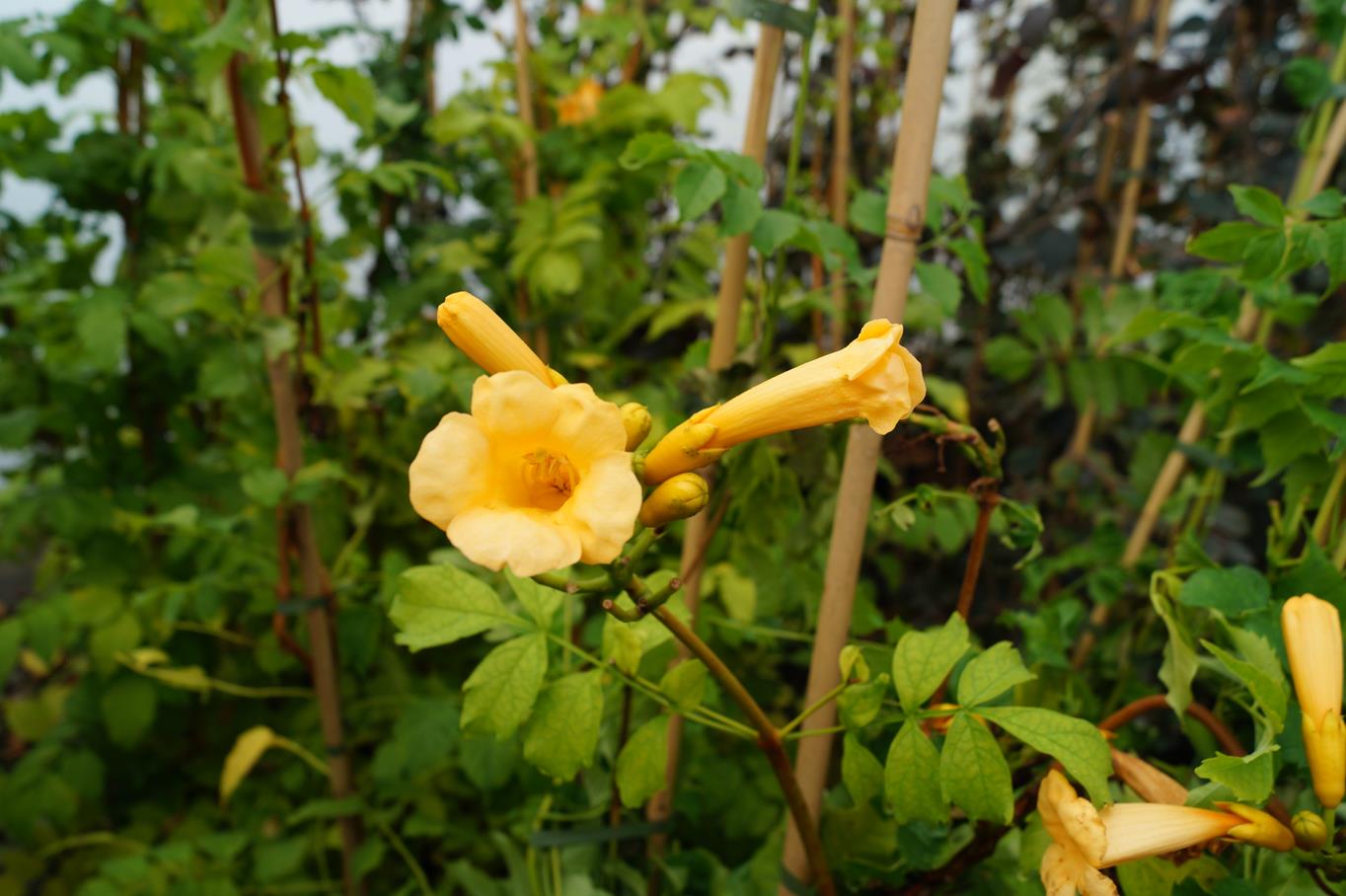 Gelbe Trompetenblume 'Flava' • Campsis radicans 'Flava' Ansicht 9