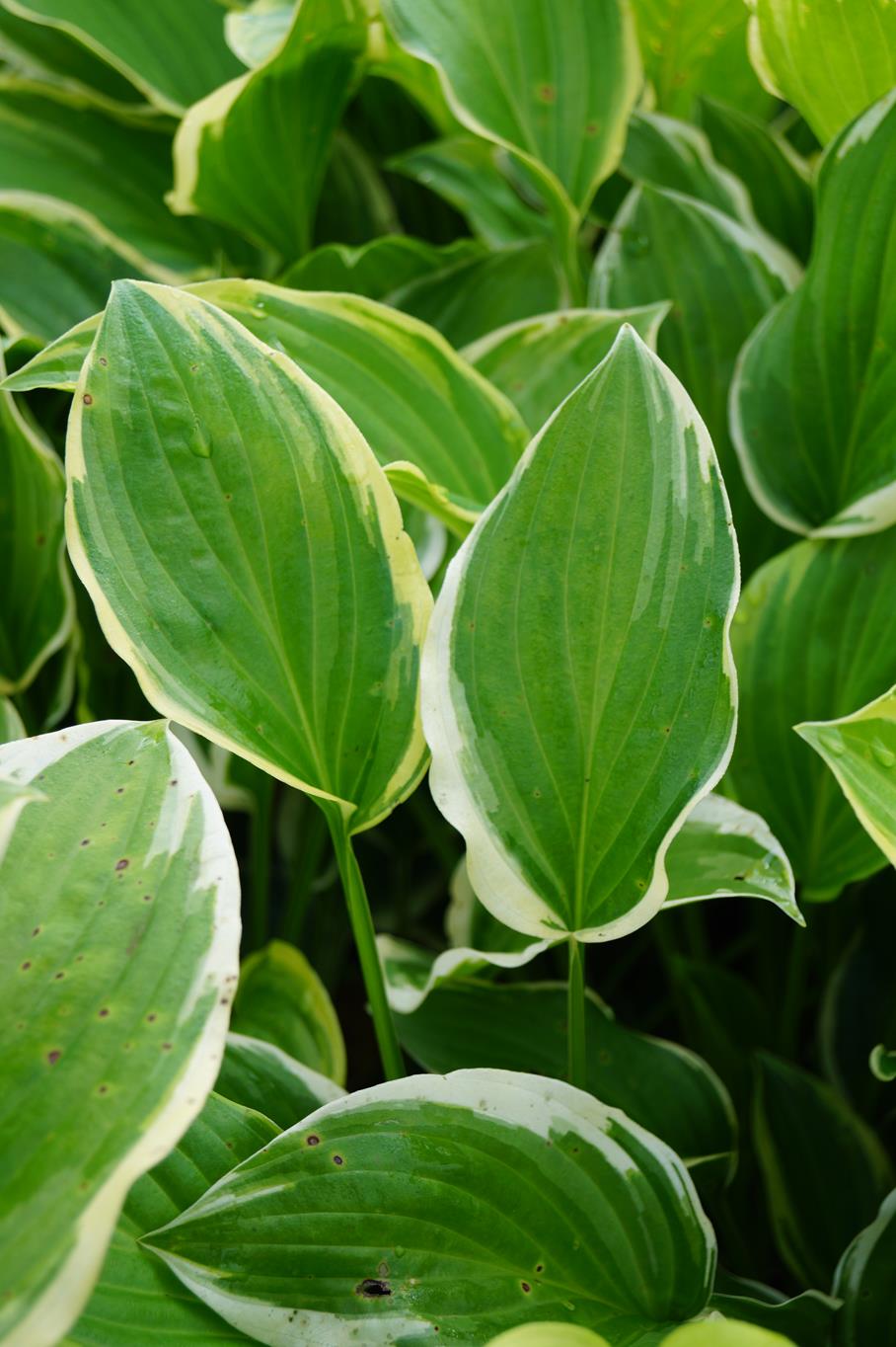 Garten-Lilien-Funkie So Sweet • Hosta plantaginea So Sweet