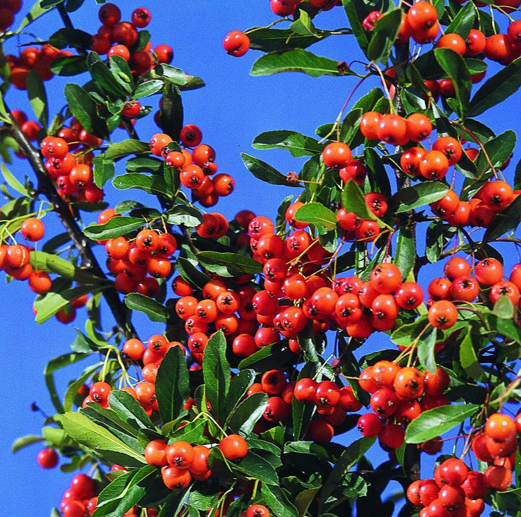 Feuerdorn 'Orange Charmer' • Pyracantha coccinea 'Orange Charmer' Ansicht 2