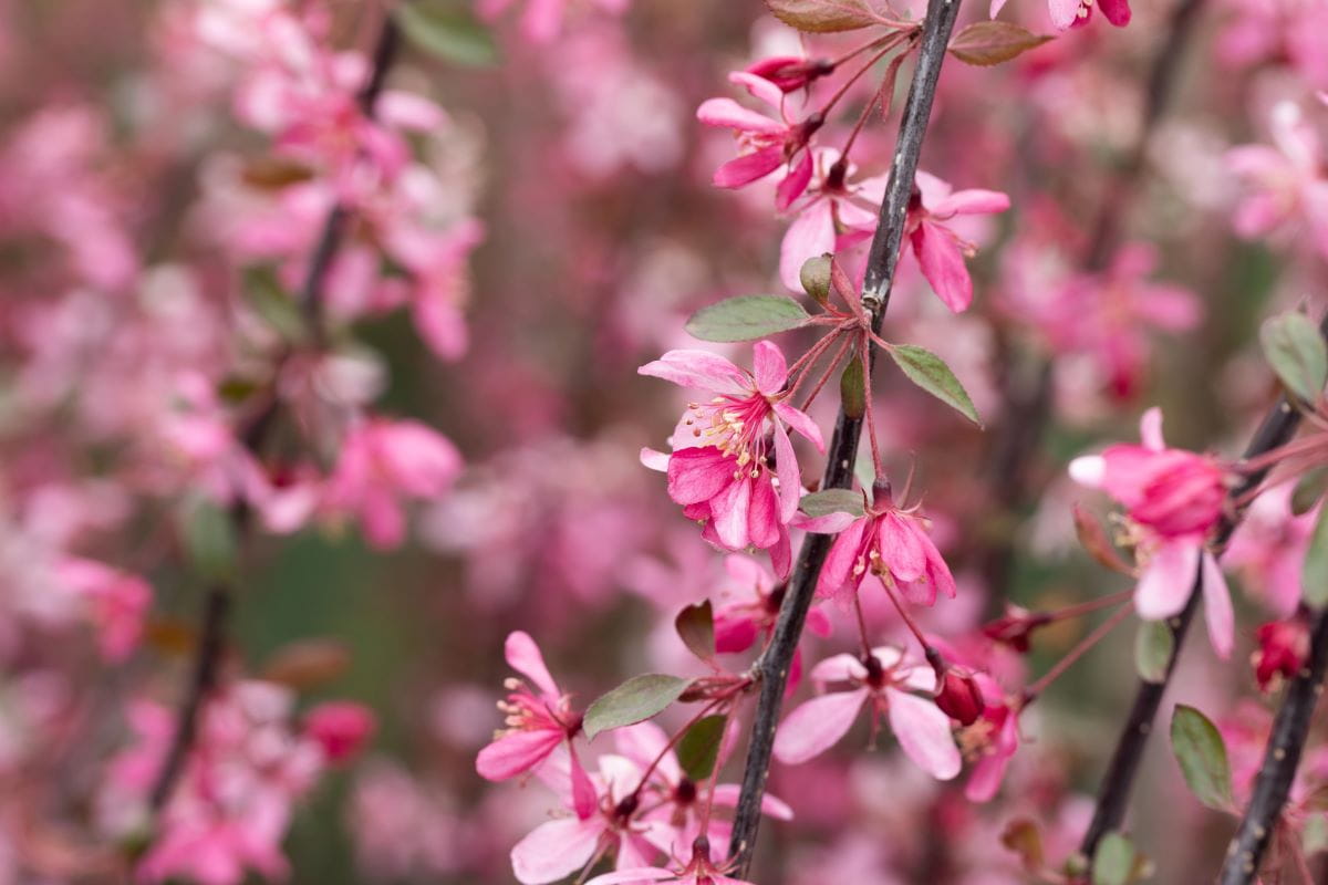 Zierapfel 'Royal Beauty' • Malus-Hybride 'Royal Beauty'
