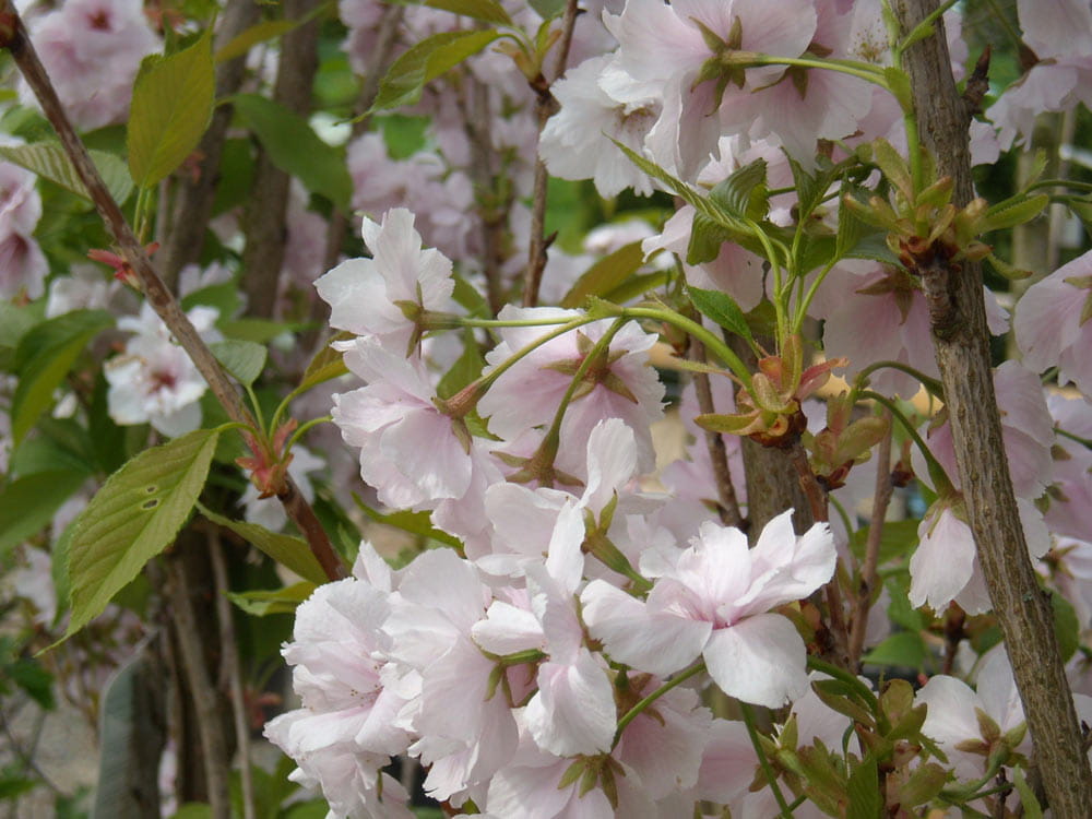 Kategorie <b>Blütensträucher und Ziergehölze </b> - Japanische Säulenkirsche 'Amanogawa' • Prunus serrulata 'Amanogawa'