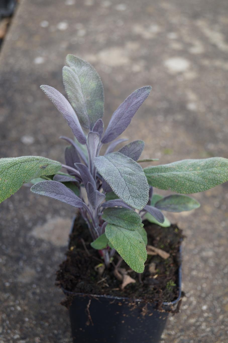 Salbei 'Purpurascens' • Salvia officinalis 'Purpurascens'