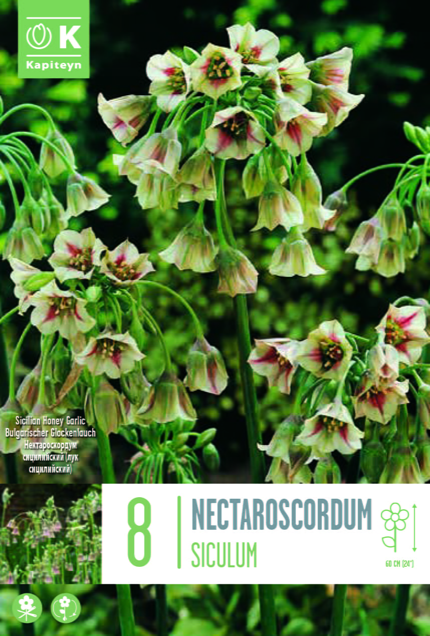 Blumenzwiebel - Allium nectaroscorum siculum 8er Packung