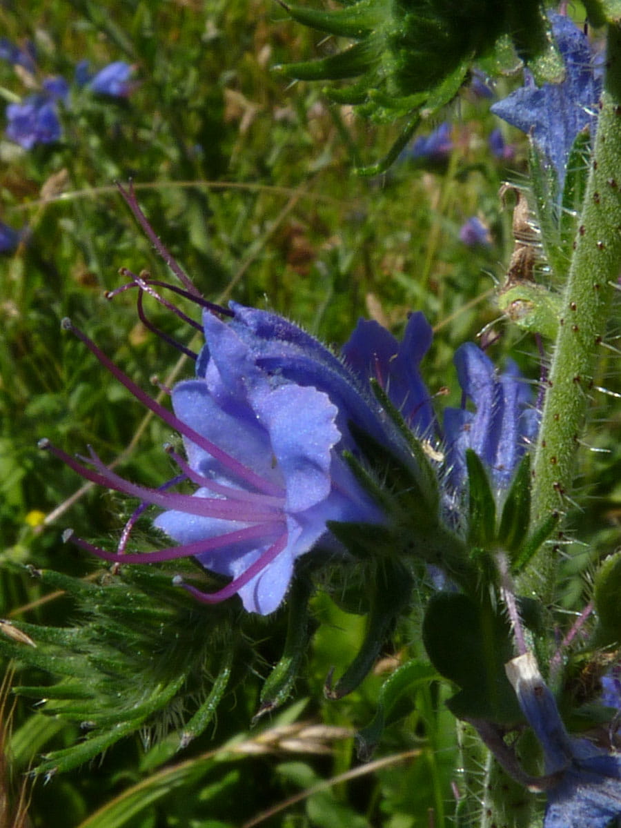 Gewöhnlicher Natternkopf • Echium vulgare