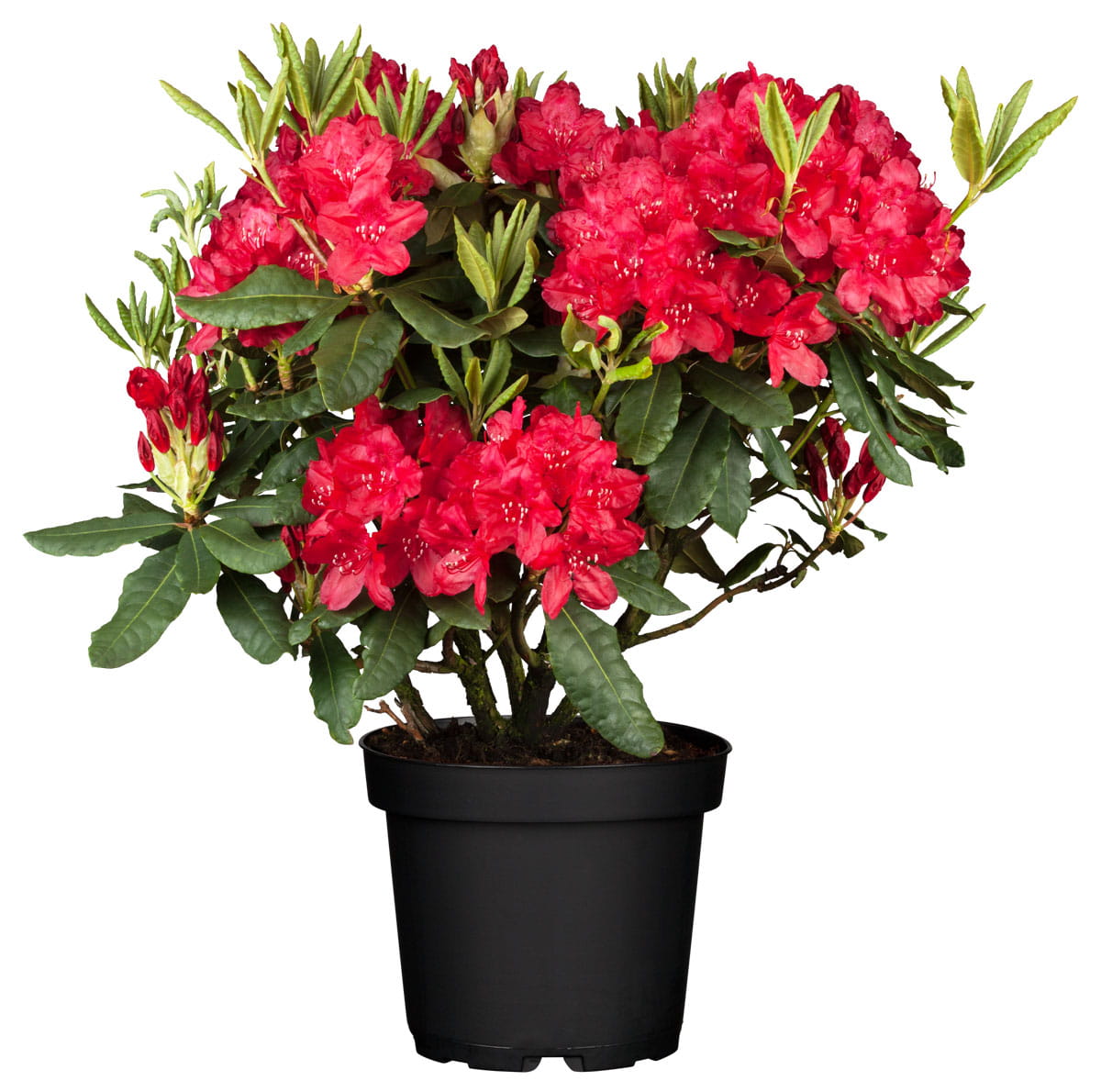 Rhododendron 'Hachmann`s Feuerschein'® • Rhododendron Hybride 'Hachmann`s Feuerschein'® Ansicht 1