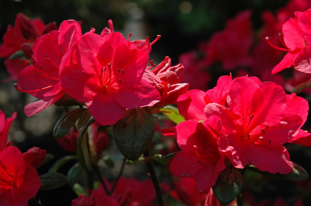 Japanische Azalee 'Scout' • Rhododendron obtusum 'Scout' Ansicht 1