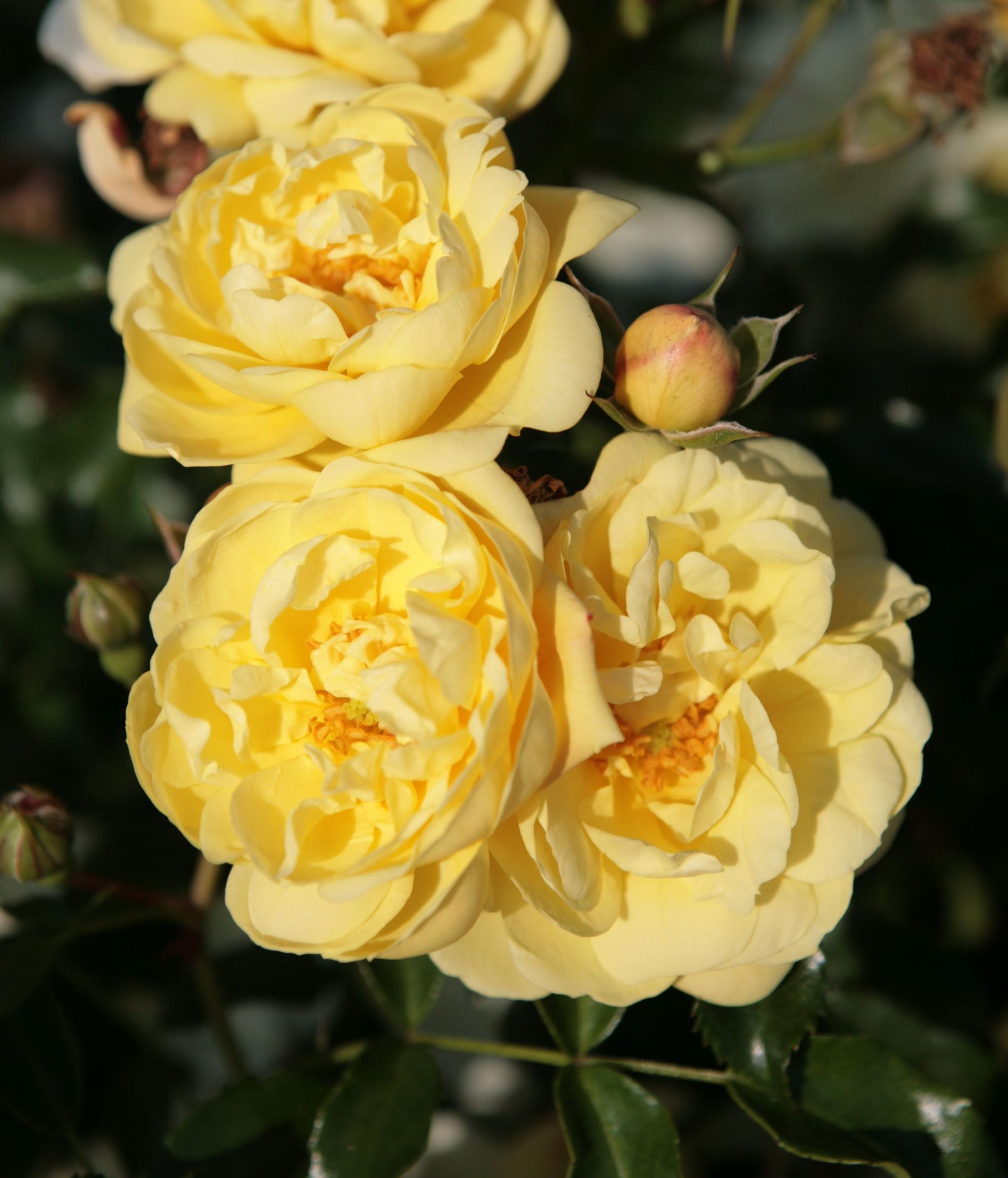 Bodendeckerrose 'Bienenweide'®, gelb • Rosa 'Bienenweide'®, gelb