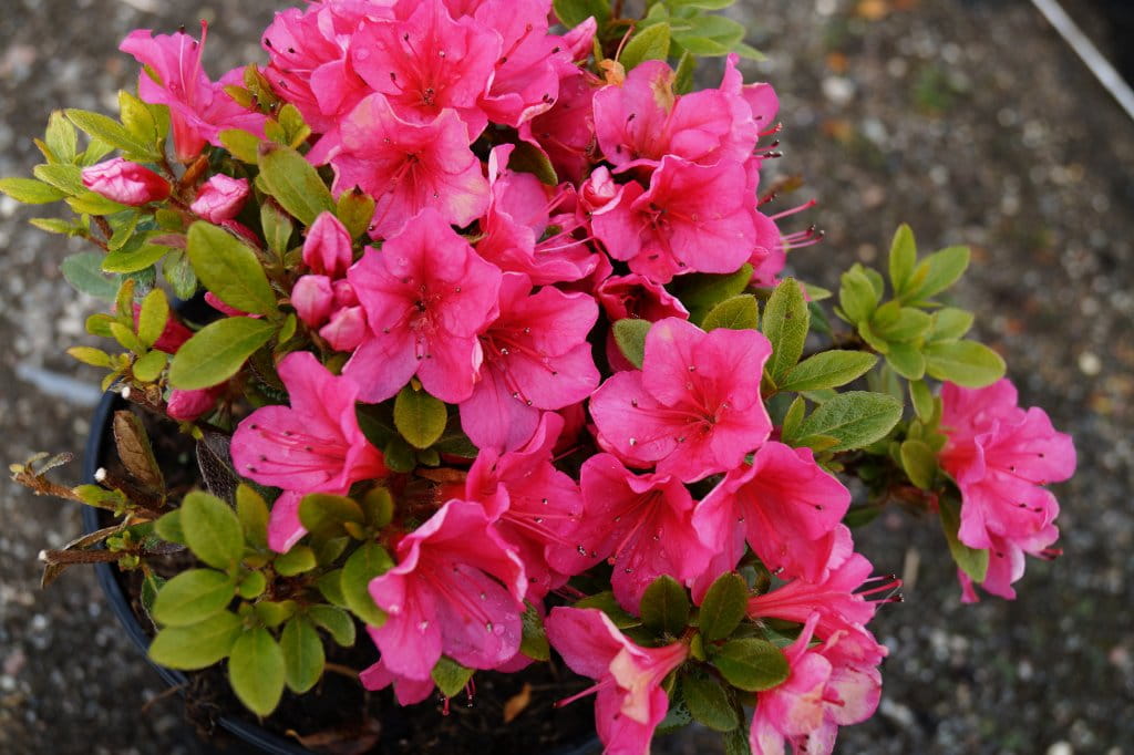 Japanische Azalee 'Gertrud' • Rhododendron obtusum 'Gertrud'