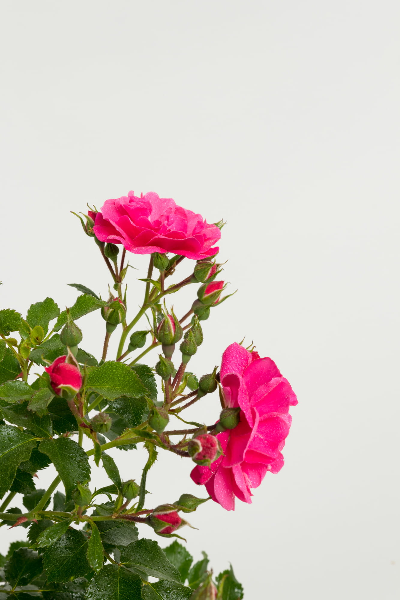 Bodendeckerrose 'Heidetraum'® • Rosa 'Heidetraum'® Ansicht 1