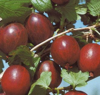 Stachelbeere 'Hinnonmäki rot' • Ribes uva-crispa 'Hinnonmäki rot' Ansicht 1