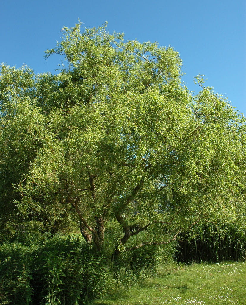 Korkenzieherweide • Salix matsudana 'Tortuosa' Ansicht 4
