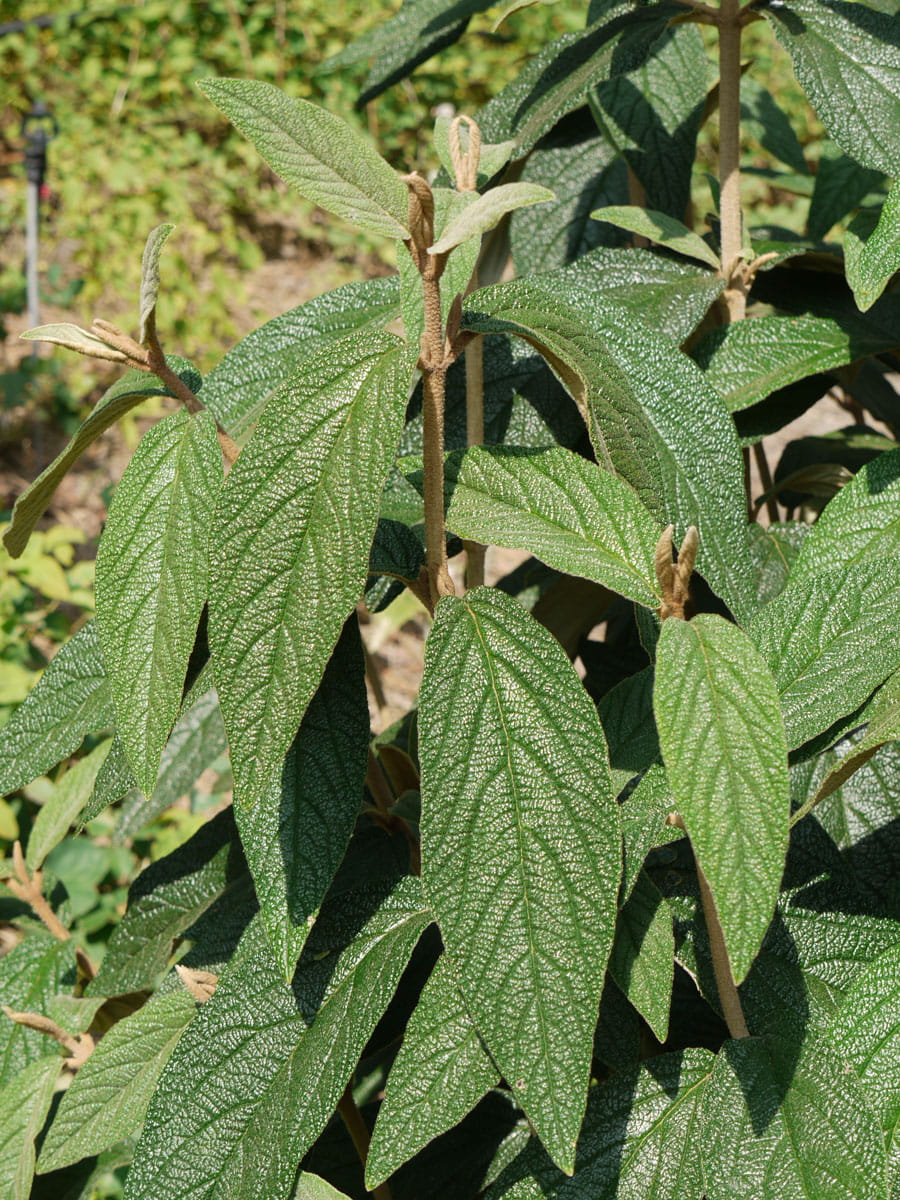 Immergrüner Zungen- Schneeball • Viburnum rhytidophyllum Ansicht 3