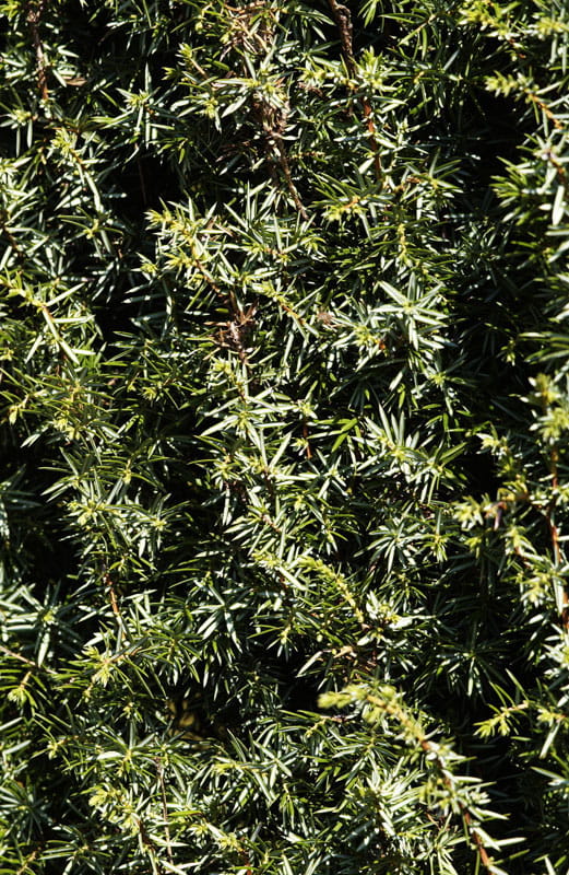 Heidewacholder 'Meyer' • Juniperus communis 'Meyer' Ansicht 2
