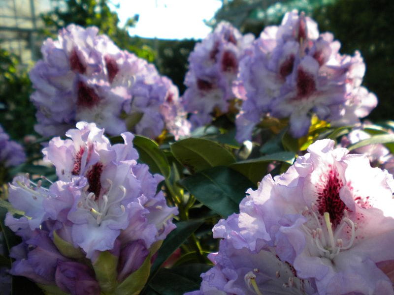 Rhododendron 'Blue Peter' • Rhododendron Hybride 'Blue Peter' Ansicht 2
