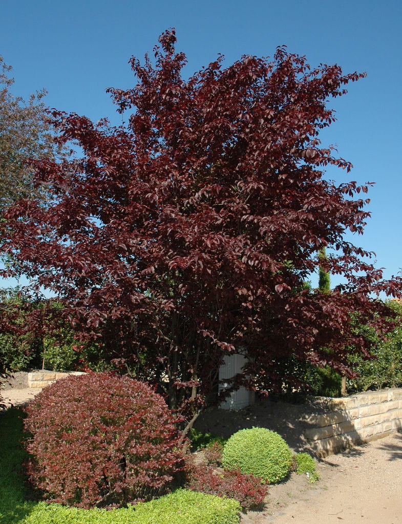 Blutpflaume • Prunus cerasifera Nigra Ansicht 3