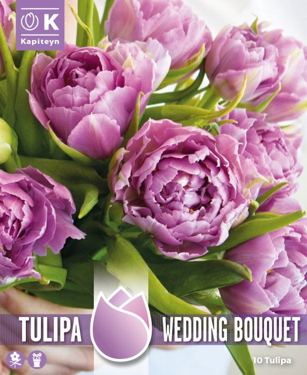 Blumenzwiebel - Tulipa 'Wedding Bouquet' 10er Packung