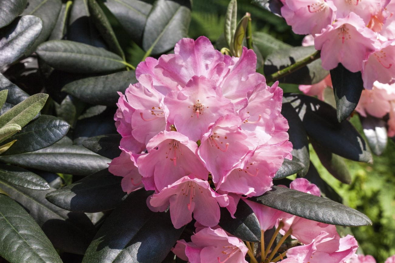 Rhododendron Hybride 'Bellefontaine' • Rhododendron Hybride 'Bellefontaine' Ansicht 1