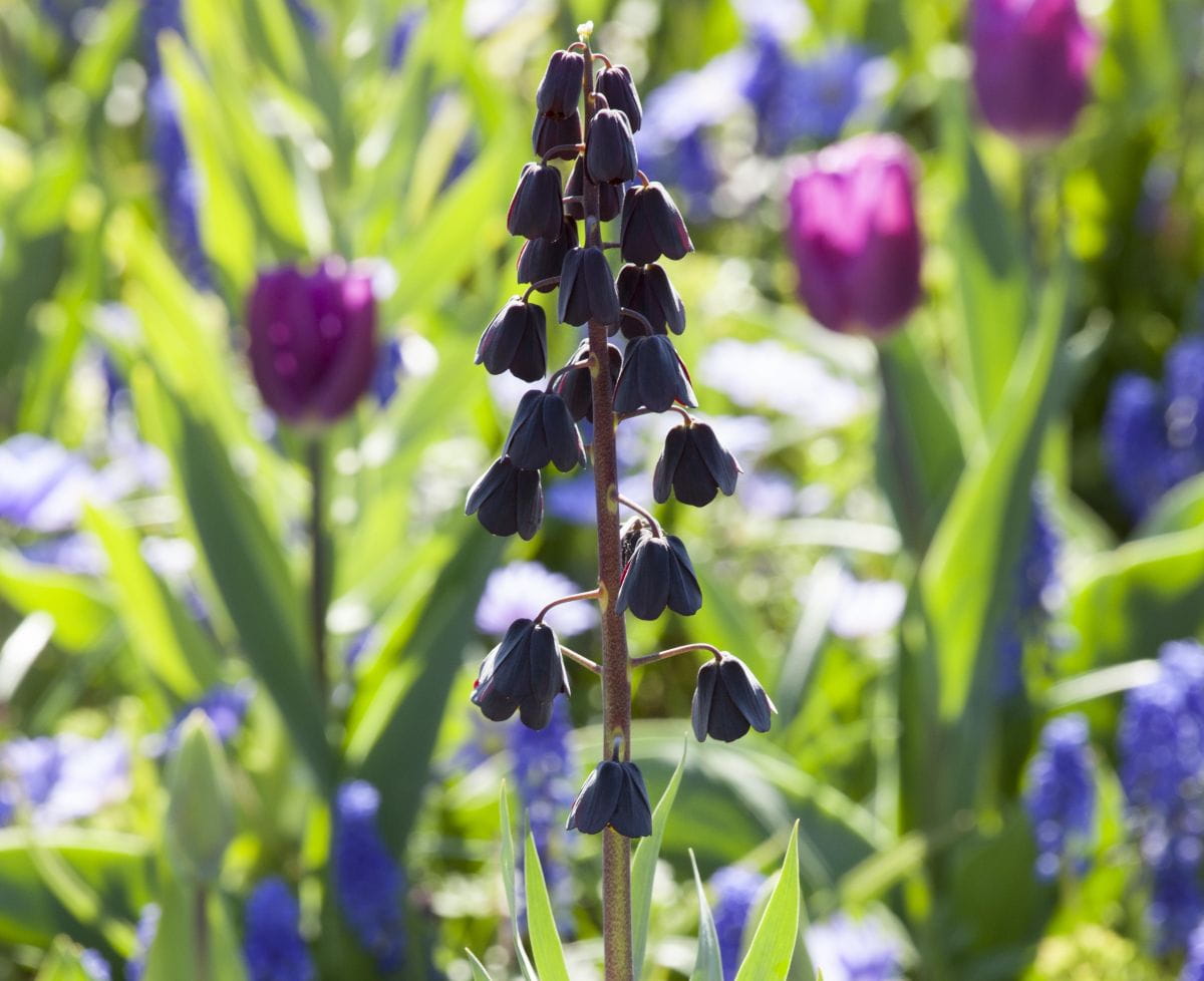 Persische Schachblume 'Adiyaman' • Fritillaria persica 'Adiyaman' Ansicht 4