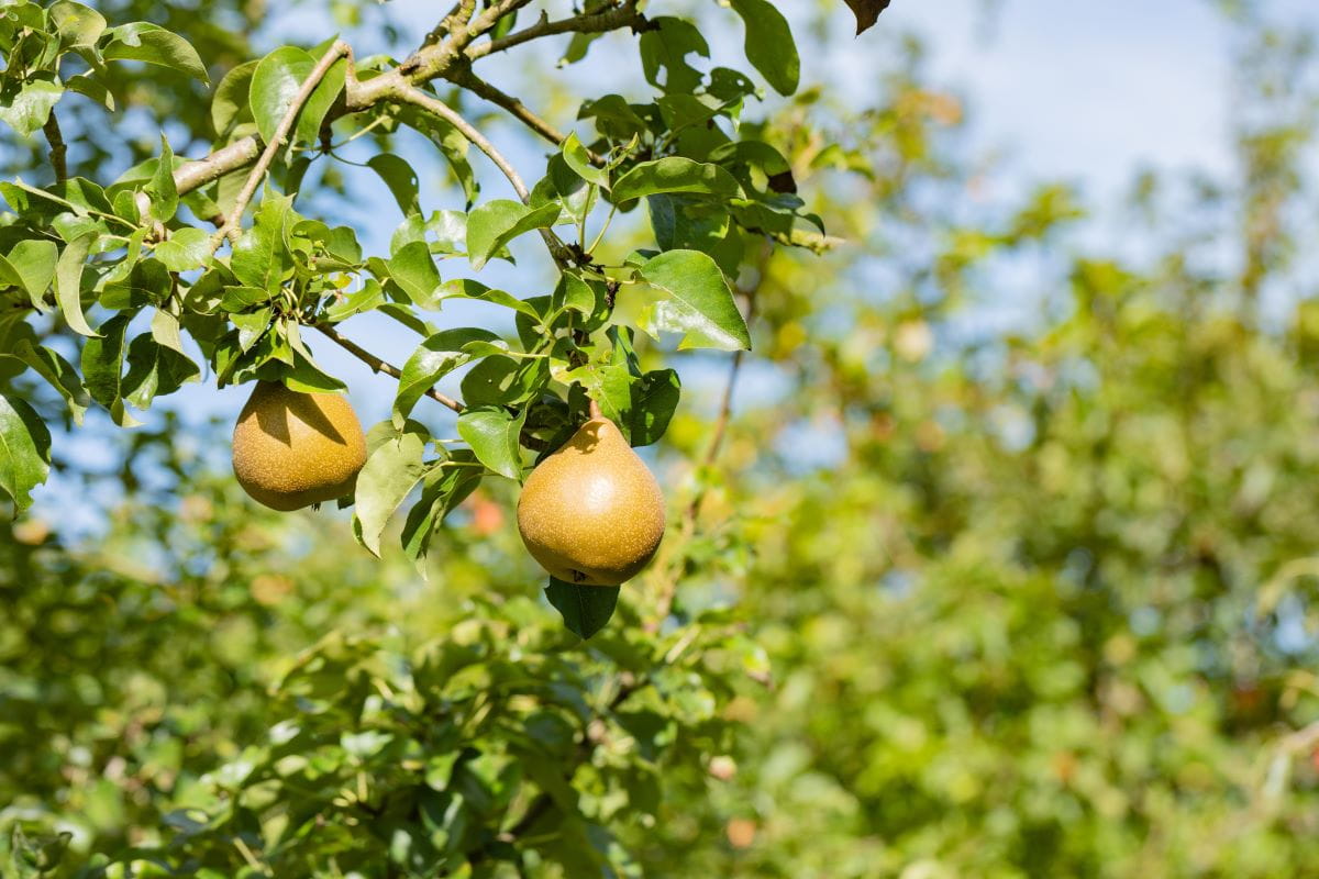 Birne 'Doppelte Philippsbirne' • Pyrus com. 'Doppelte Philippsbirne'