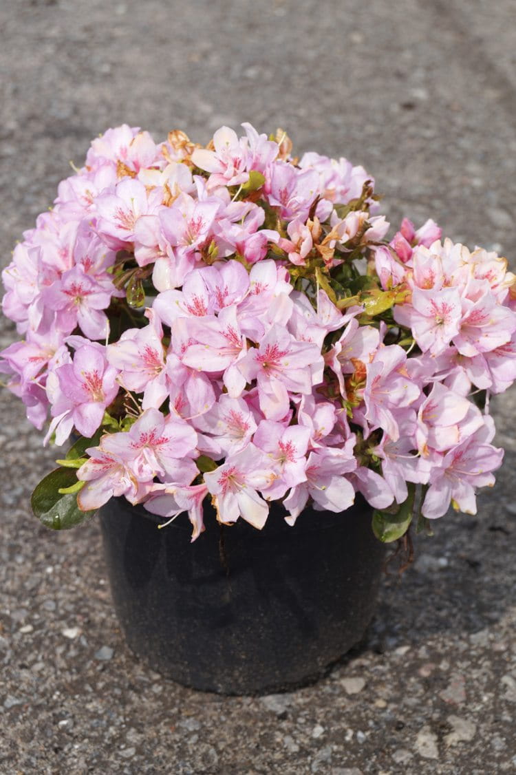 Japanische Azalee 'Negligé' • Rhododendron obtusum 'Negligé' Ansicht 3