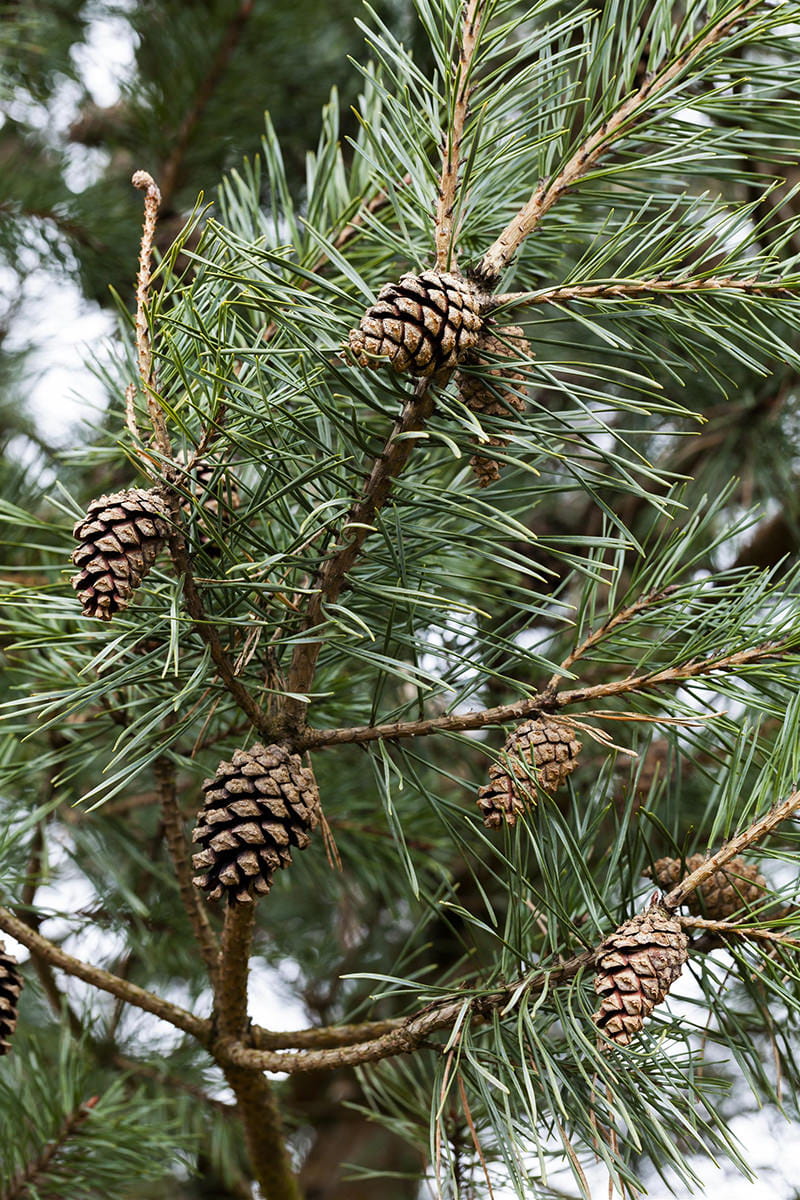 Heimische Waldkiefer • Pinus sylvestris Ansicht 1