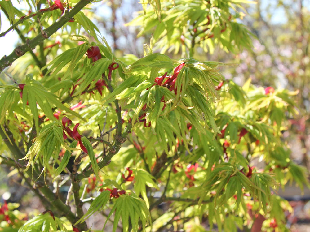 Fächerahorn 'Mikawa yatsubusa' • Acer palmatum 'Mikawa yatsubusa'