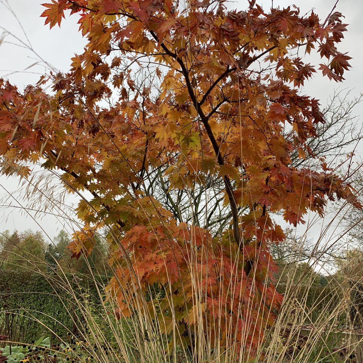 Japanischer Ahorn 'Vitifolium' • Acer japonicum 'Vitifolium' Ansicht 6