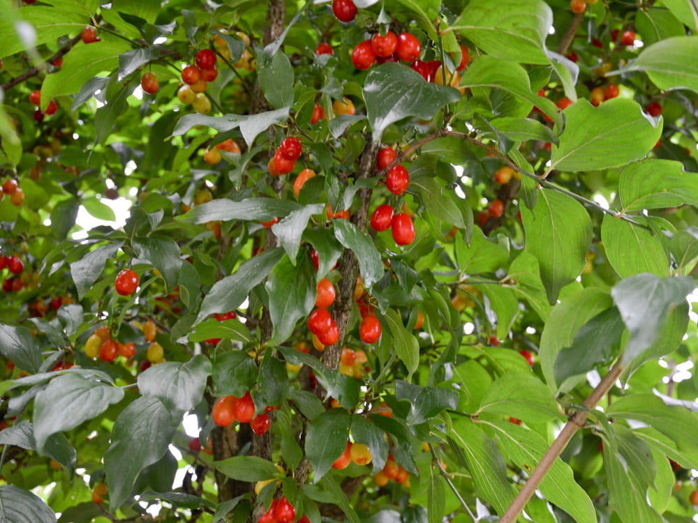 Kornelkirsche • Cornus mas Containerware 125-150 cm hoch, Solitärpflanze Ansicht 5