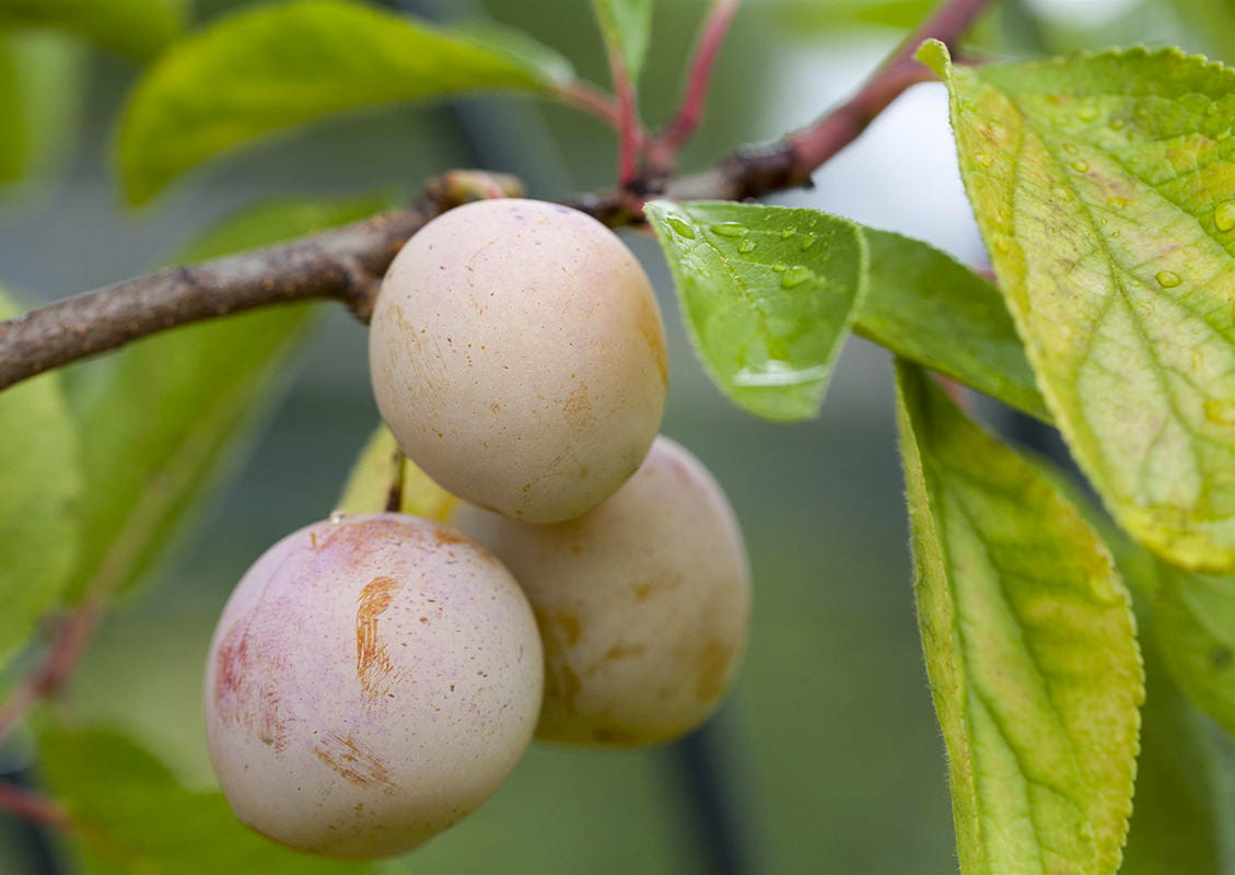 Mirabelle 'de Nancy' • Prunus domestica 'de Nancy' Ansicht 1