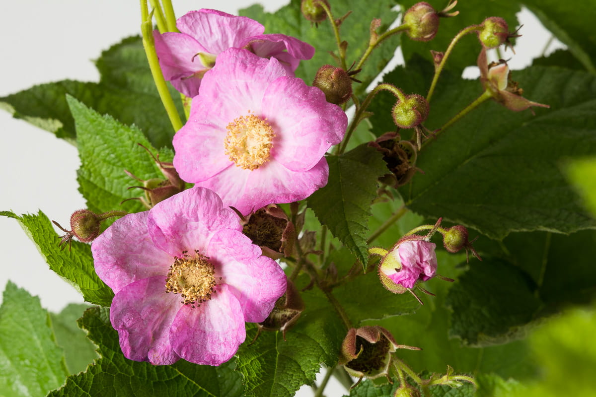 Zimthimbeere • Rubus odoratus Ansicht 2