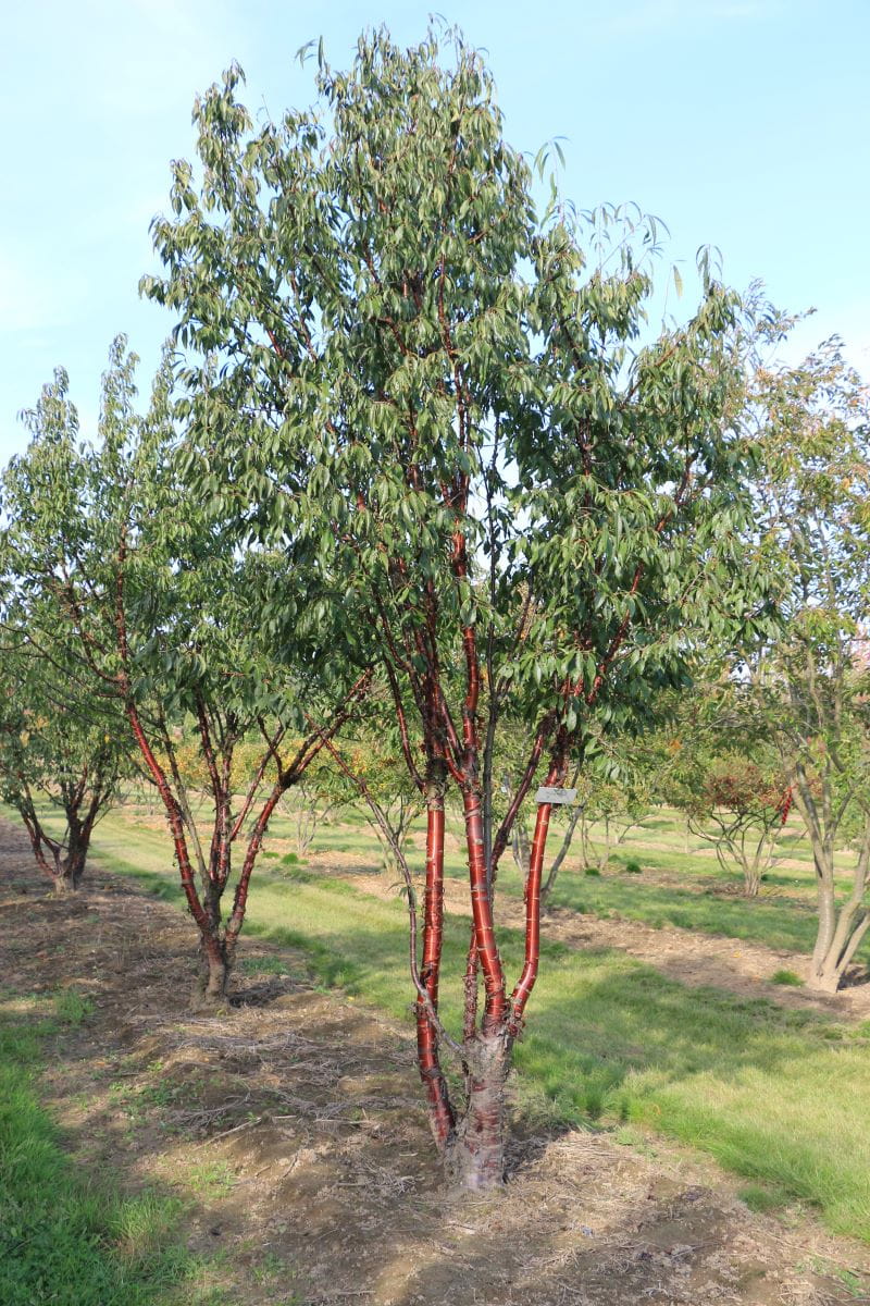 Mahagoni-Kirsche • Prunus serrula Ansicht 3