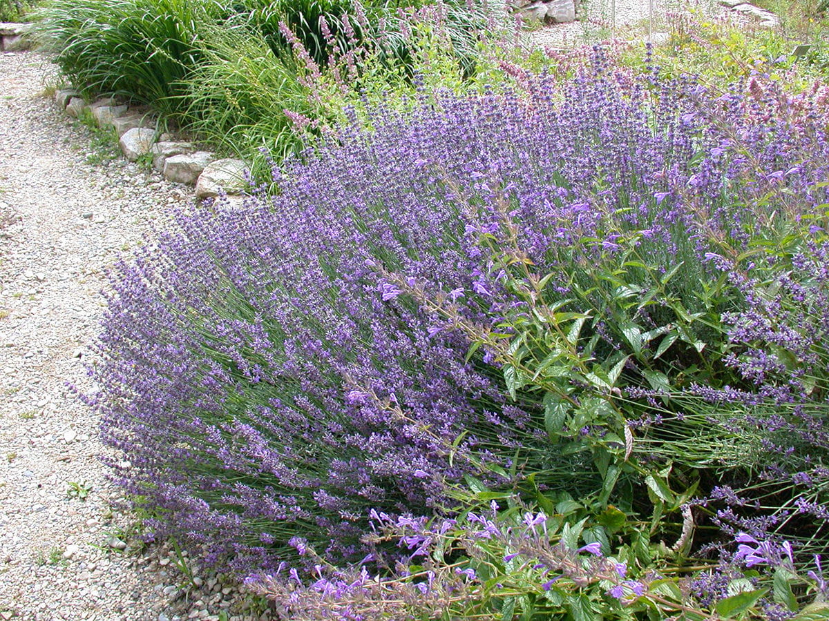 Lavendel 'Hidcote Blue'  • Lavandula angustifolia 'Hidcote Blue' Ansicht 4